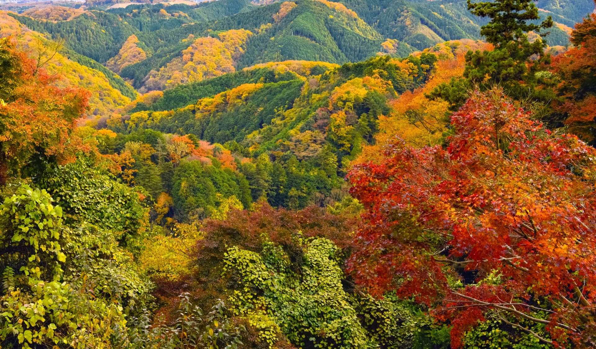 高尾山の紅葉(東京都)