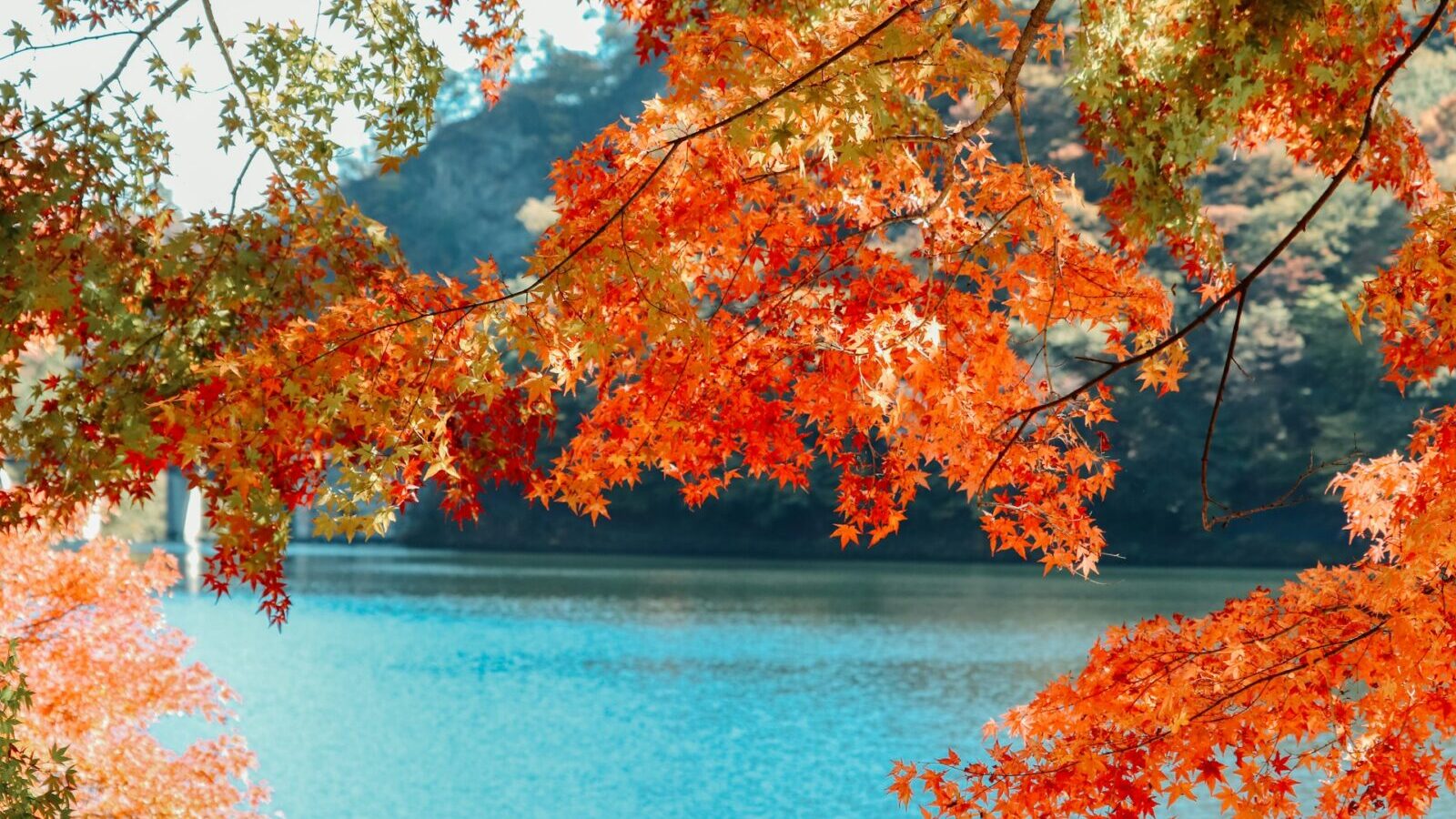 【2025秋】シニアがゆったり楽しむ紅葉日帰り旅ガイド｜関東編のアイキャッチ