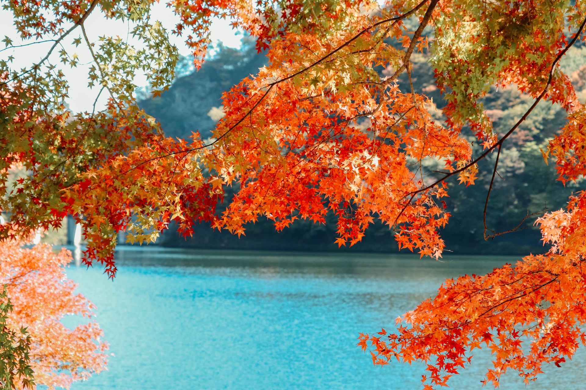 【2025秋】シニアがゆったり楽しむ紅葉日帰り旅ガイド｜関東編のアイキャッチ