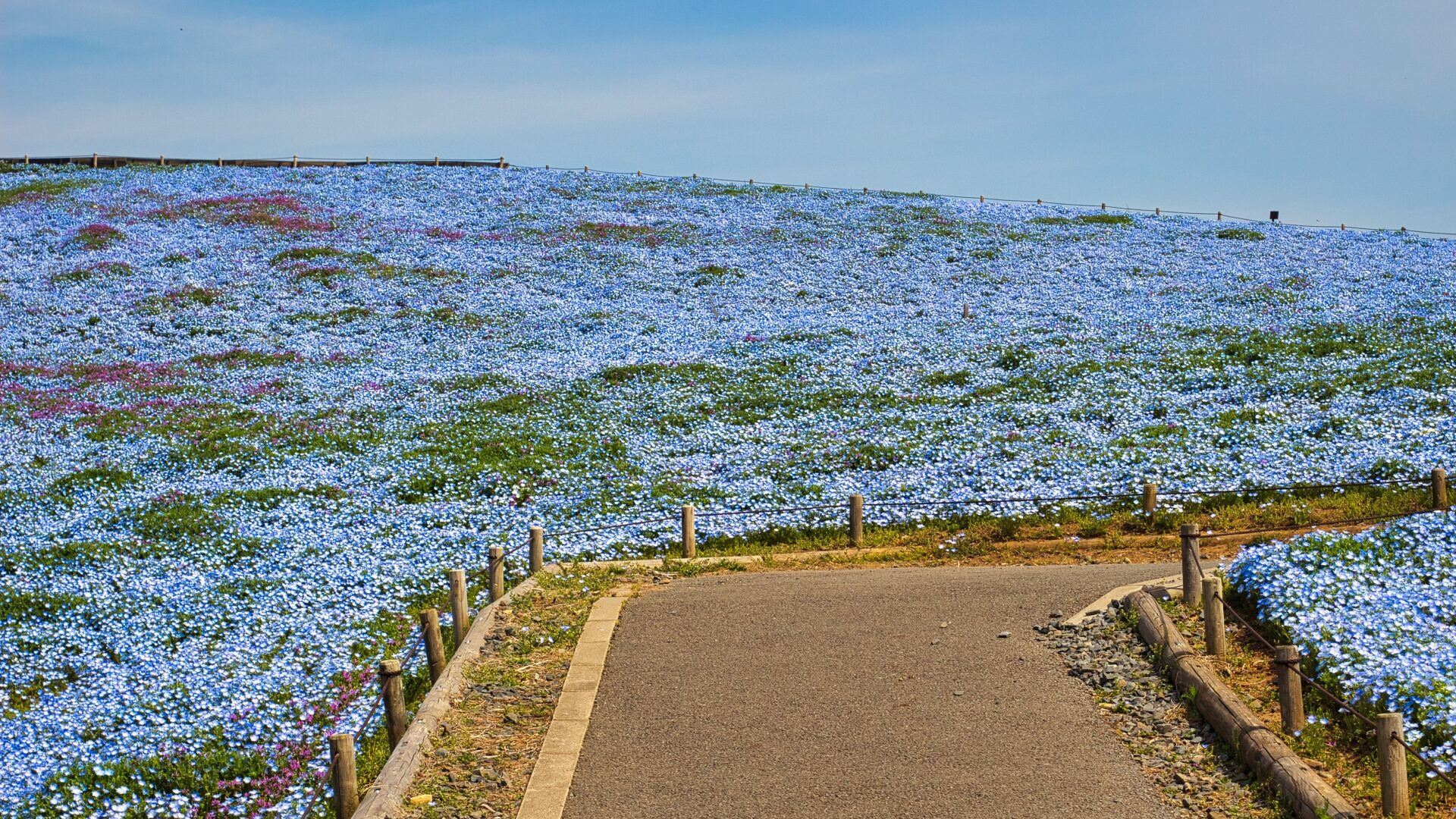 ひたち海浜公園(ネモフィラ)