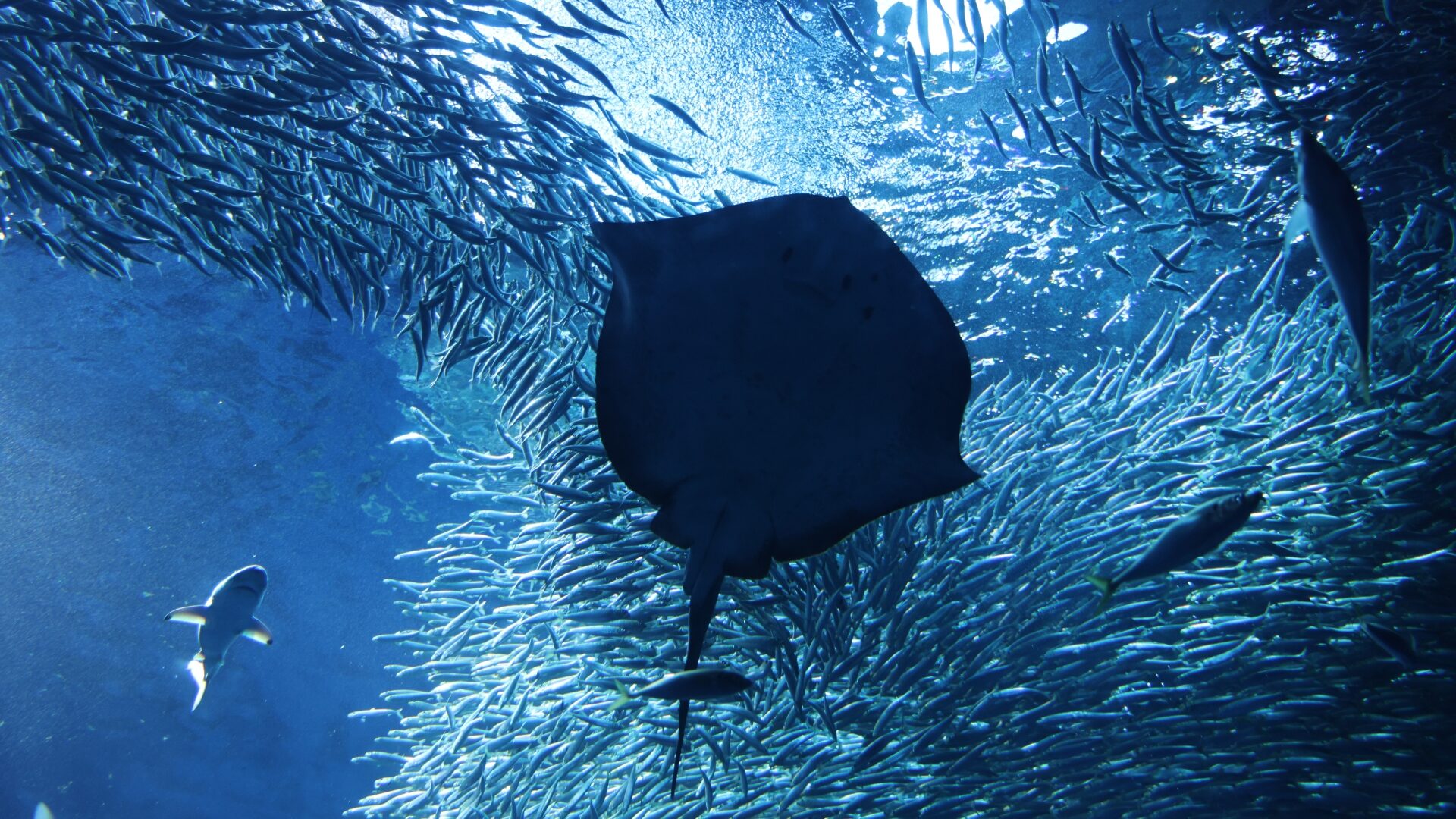 アクアワールド茨城県大洗水族館エイとイワシ