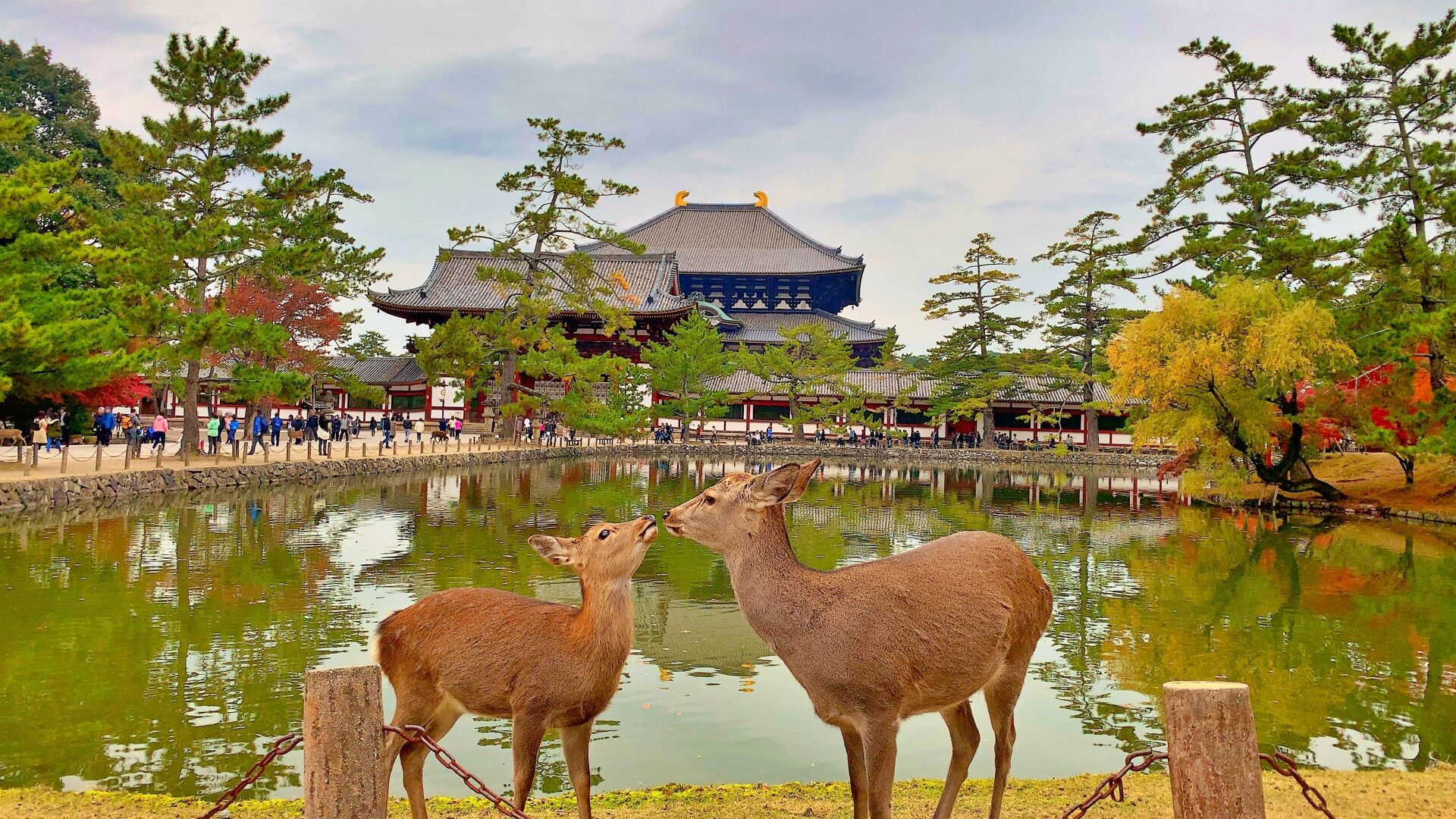 奈良公園周辺（奈良県）｜起伏が少なく、大仏と鹿に会える古都