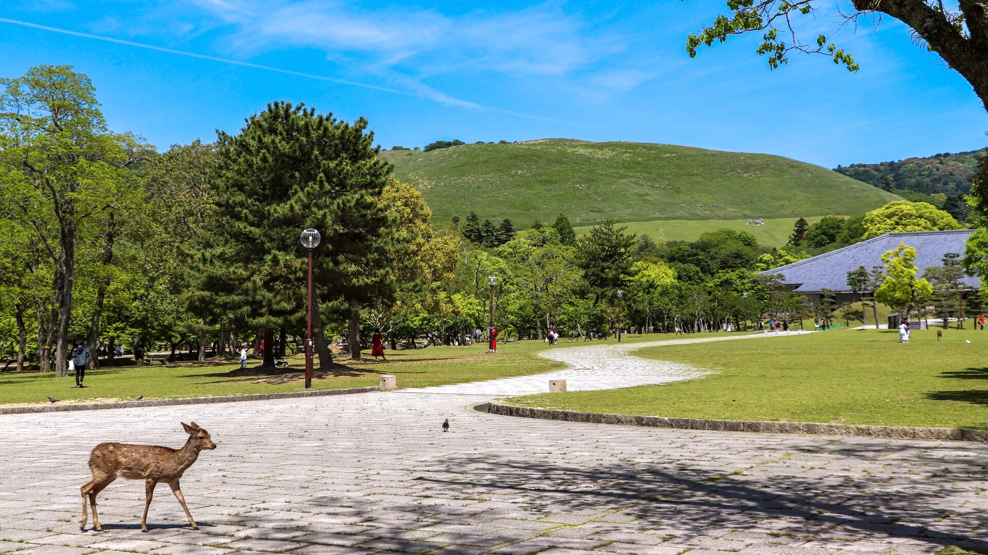 奈良公園（鹿とのふれあい）