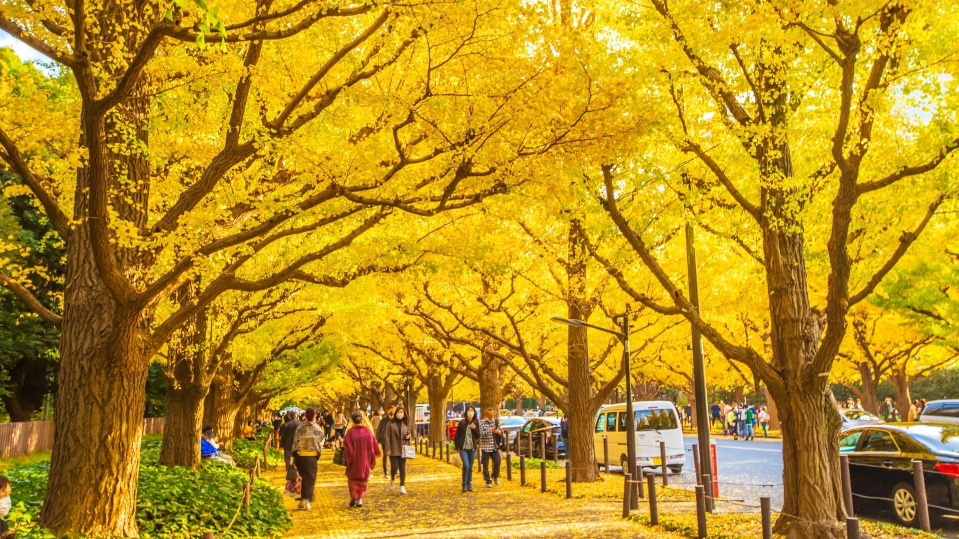 明治神宮外苑 いちょう並木(東京都)の紅葉