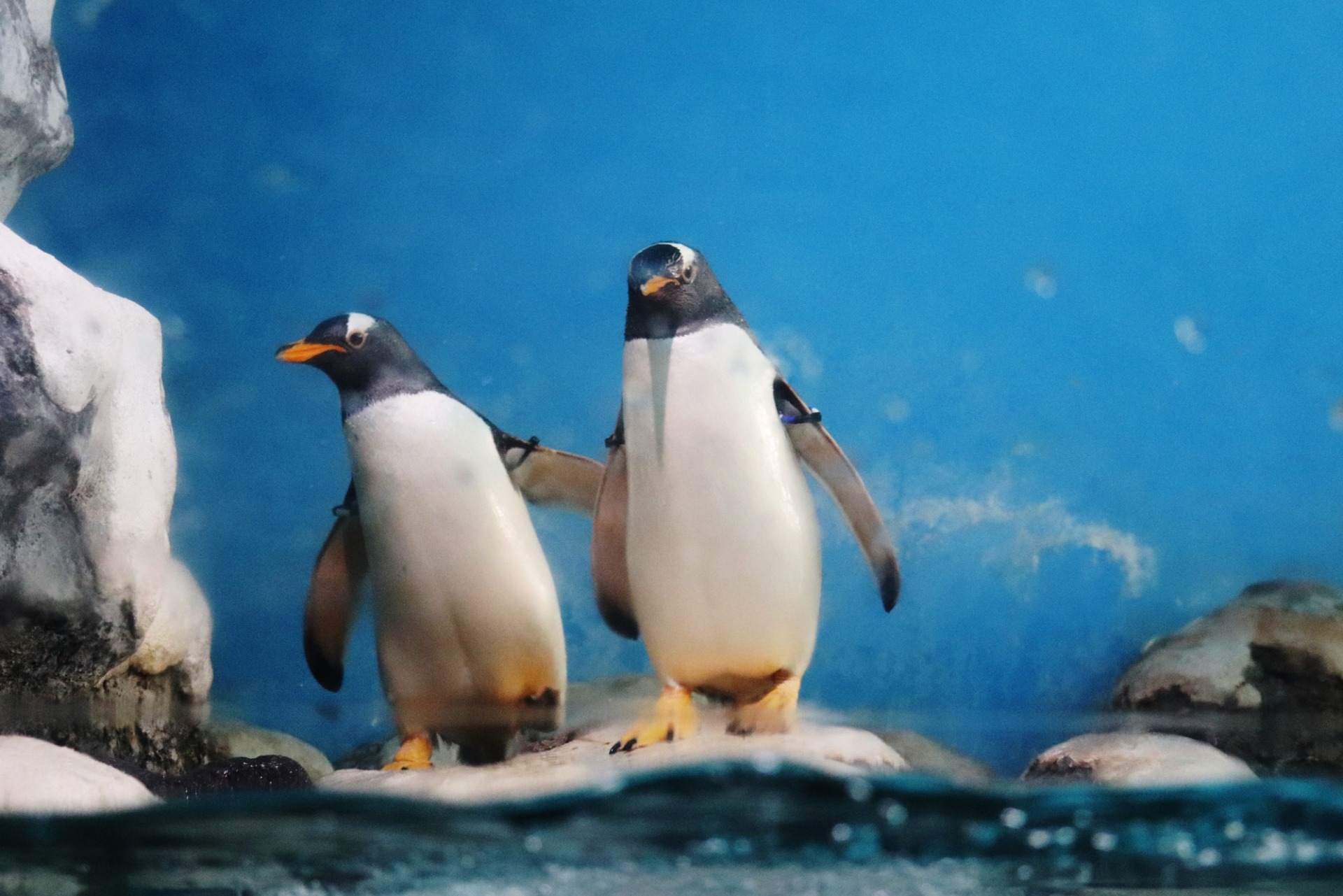 4. 【箱根園水族館】室内で楽しめる水族館